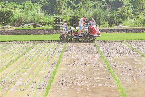 科技賦能農(nóng)耕新畫卷 岑鞏縣注溪鎮(zhèn)水稻種植基地的現(xiàn)代化插秧實(shí)踐