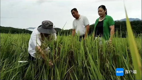 瓊中 農(nóng)技人員深入一線，指導(dǎo)農(nóng)戶開展生產(chǎn)自救，全力搶救珍稀山蘭稻