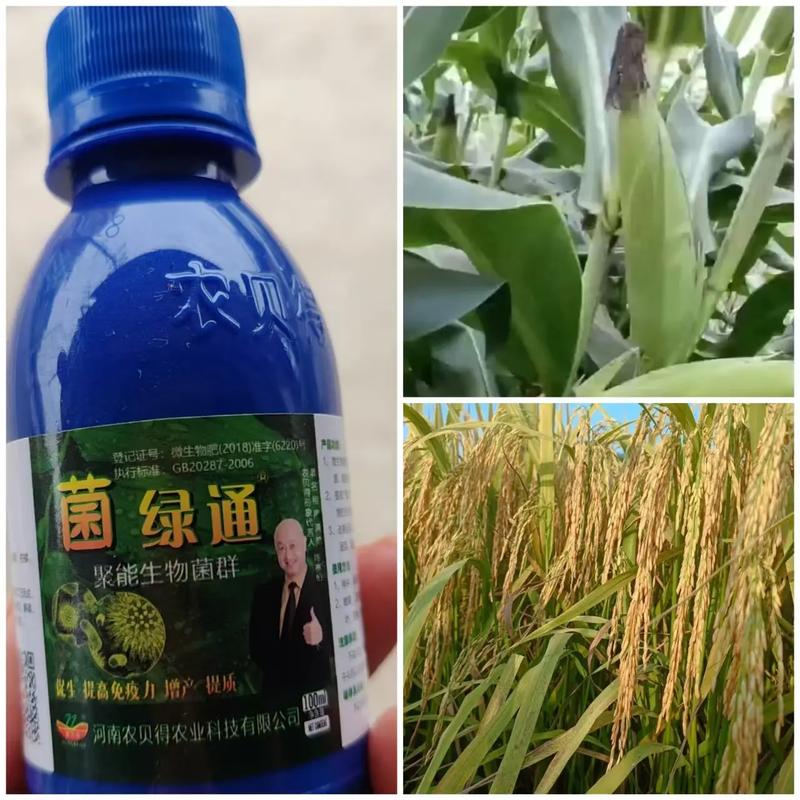 菌綠通 農業技術推廣的綠色引擎，賦能農作物提質增效