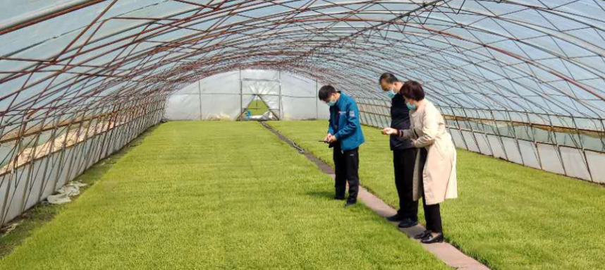 綏棱農技“零距離” 服務下沉田間，科技賦能春耕