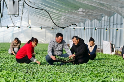 阜南田間煥新機 農技服務進大棚，科技賦能助振興
